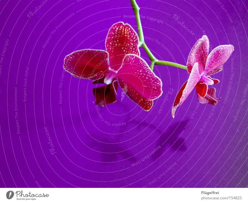 orchid Exotic Beautiful Environment Nature Plant Flower Orchid Blossom Growth Violet Pink Stalk Contrast Multicoloured Interior shot Copy Space left
