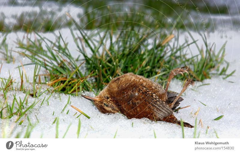 A wren lies dead in the snow of a wintry meadow Winter Snow Death Bird Ice Frost Cold Grass Blade of grass Meadow Feather Loneliness on one's own plumage Claw