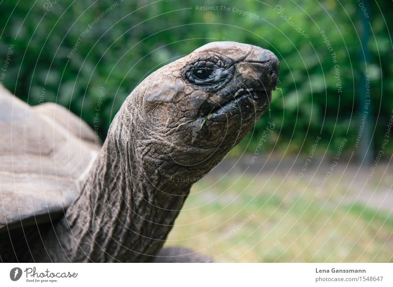 Turtle looks Zoo Animal Summer Beautiful weather Bushes Aldabra giant tortoise (Geochelone gigantea) 1 Observe Eating To feed To enjoy Communicate Looking
