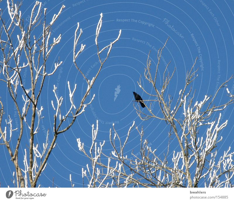 Ice Bird Crow Tree Winter Sky Snow Frozen Blue Height Branch White Cold