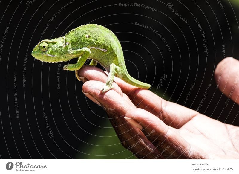 Chameleon in Kruger Park 1 Animal Carrying South Africa Safari Reptiles Reptile eye Hand To hold on Colour photo Subdued colour Day Shallow depth of field