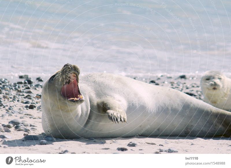 Seal with open mouth Nature Landscape Animal Sand Air Water Sunlight Autumn Climate Beautiful weather Warmth Waves Beach North Sea Ocean Wild animal Dog