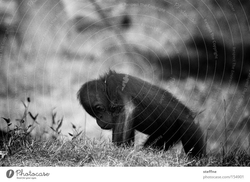 Orangutan Klaus Monkeys Young monkey Apes Orang-utan Forest-dweller Borneo Sumatra Sweet Black & white photo Asia Mammal