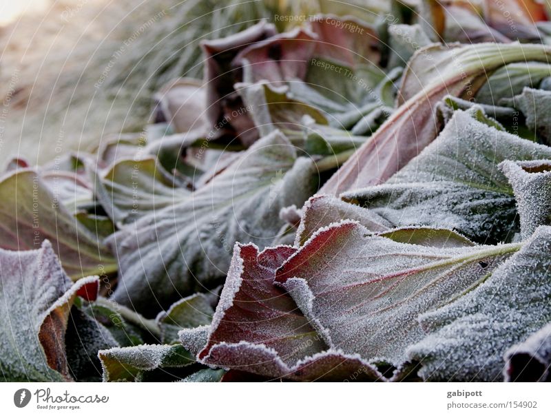 Winter Leaves Vol.2 Exterior shot Detail Living or residing Flat (apartment) Plant Ice Frost Flower Leaf Wild plant Park Wait Cold Calm Frozen Hoar frost Canned