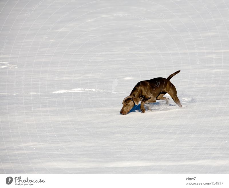 snow flurries Search Dog Odor Circle Weimaraner Winter Snow layer Pelt Fishing rod Nose Walking Racing sports Joy Mammal rummage