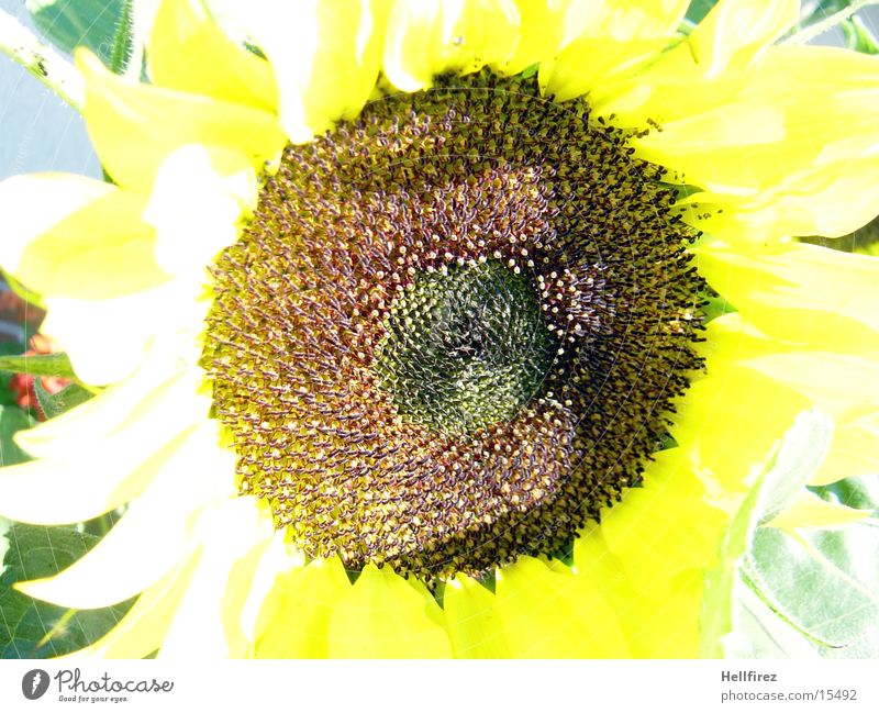 Sunflower [3] Yellow Dark Contrast Bright Macro (Extreme close-up)