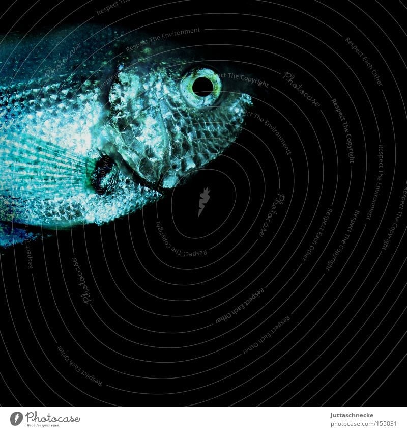 Carp blue Fish Animal Scales Gill Aquarium Water Ornamental fish Wet Fishkeeping Eyes Fin Leisure and hobbies guarami kissing fish Juttas snail