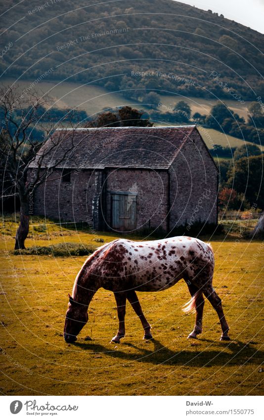 Old horse Art Painting and drawing (object) Environment Nature Landscape Autumn Beautiful weather Bad weather Meadow Field Deserted Hut Animal Farm animal Horse