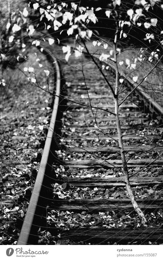 Back to nature Time Growth Railroad tracks Shut down Calm Birch tree Tree Nature Cardiovascular system Conquer Autumn Transience Derelict Loneliness Repeating
