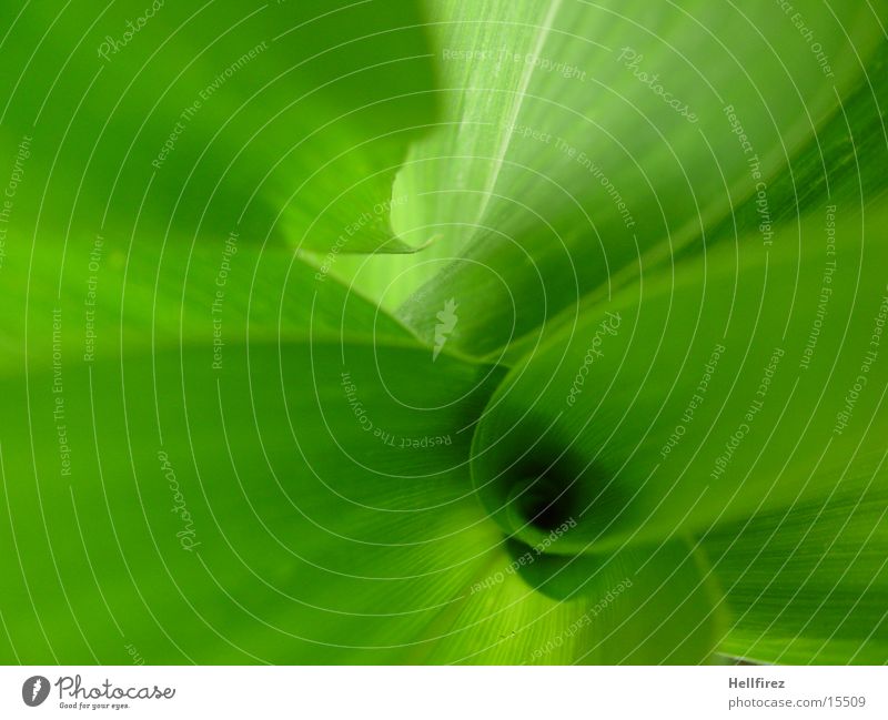 Bizarre Forms [2] Leaf Green Flashy Silhouette Maize Profile Contrast