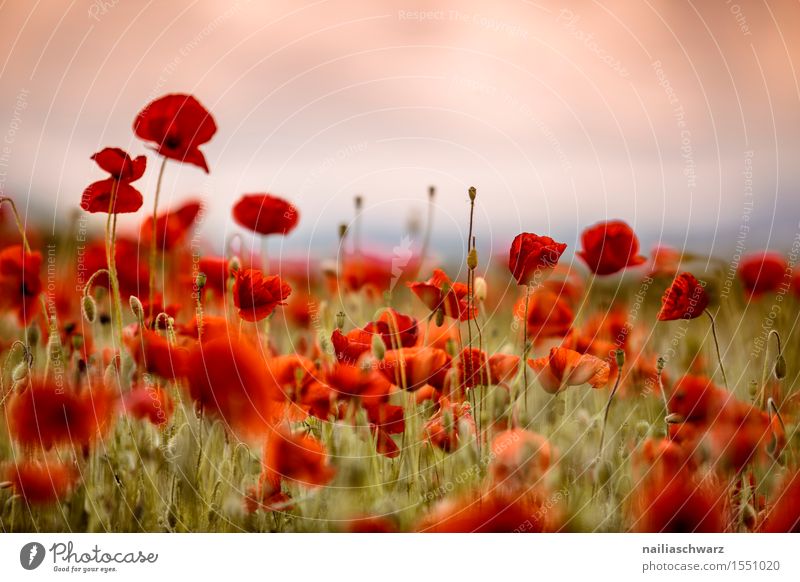 Poppy gossip in spring Summer Landscape Spring Flower Meadow Field Many Red Idyll Corn poppy poppy meadow Poppy field Intensive red poppy papaver encapsulate