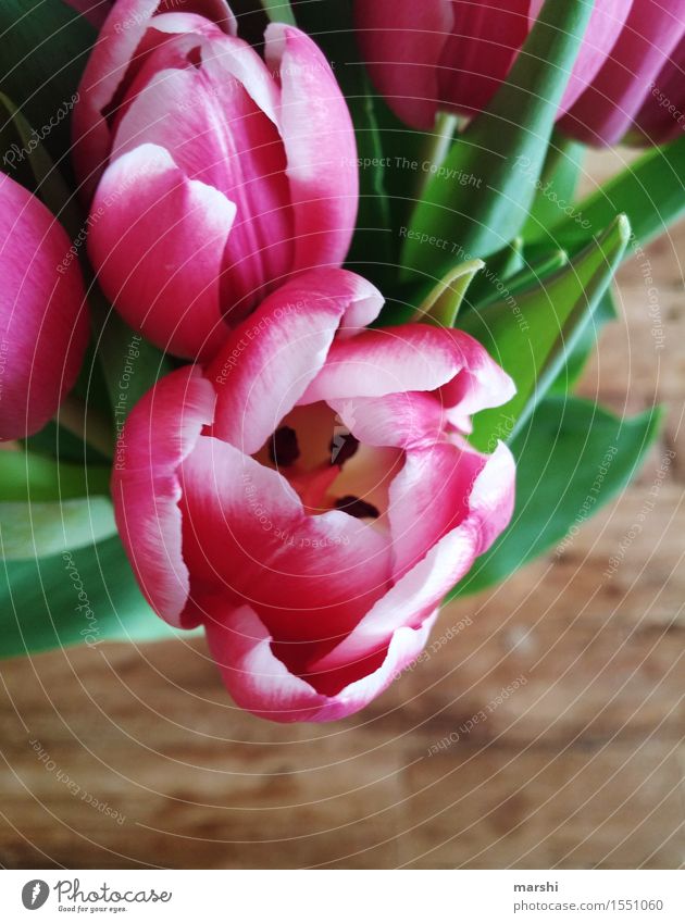 tulip Nature Plant Flower Tulip Emotions Moody Pink Tulip blossom Blossoming Spring fever Spring colours Beautiful Colour photo Interior shot Close-up Detail