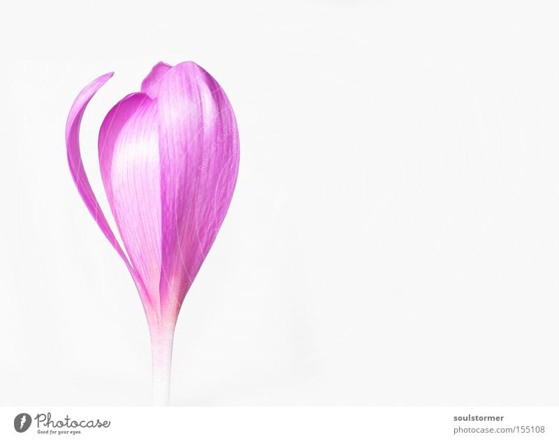 sticky ...flower [2] Flower Meadow saffron Stick Copy Space Blossom Pink Nature Loneliness Peace Autumn White Background picture Isolated Image