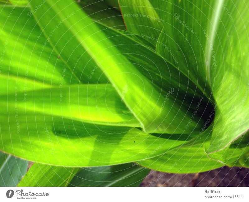 Bizarre Forms [6] Leaf Green Flashy Silhouette Maize Profile Contrast coarsening