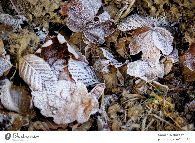 Frost II. Leaf Winter Nature Cold Frozen Ice Snow