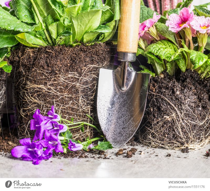 Hand shovel and garden flowers Style Garden Decoration Table Nature Plant Spring Summer Autumn Flower Park Blossoming Shovel Earth Root Part of the plant