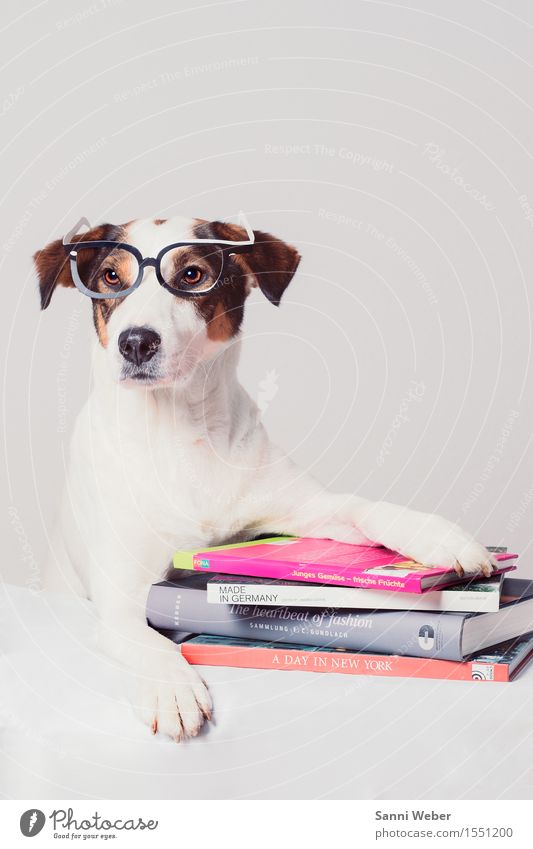 Dog with books Reading Summer vacation Animal Pet Animal face Pelt Paw 1 Decoration Observe Think Looking Sit Curiosity Cute Brown Gray Pink Red White