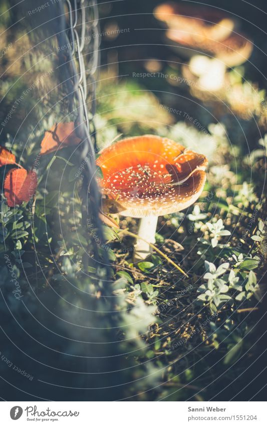 fly agaric Vegetable Nature Landscape Plant Earth Autumn Beautiful weather Garden Forest Observe Discover Esthetic Natural Gray Green Red White Fragrance