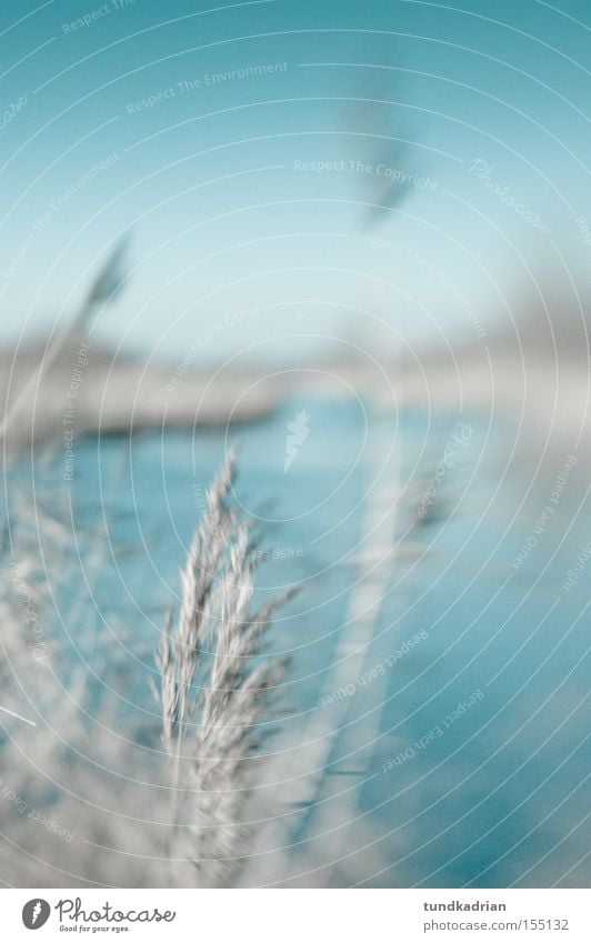 Winter at the lake Lake Blue Cold Grass Dream Gray Nature Blur lensbaby
