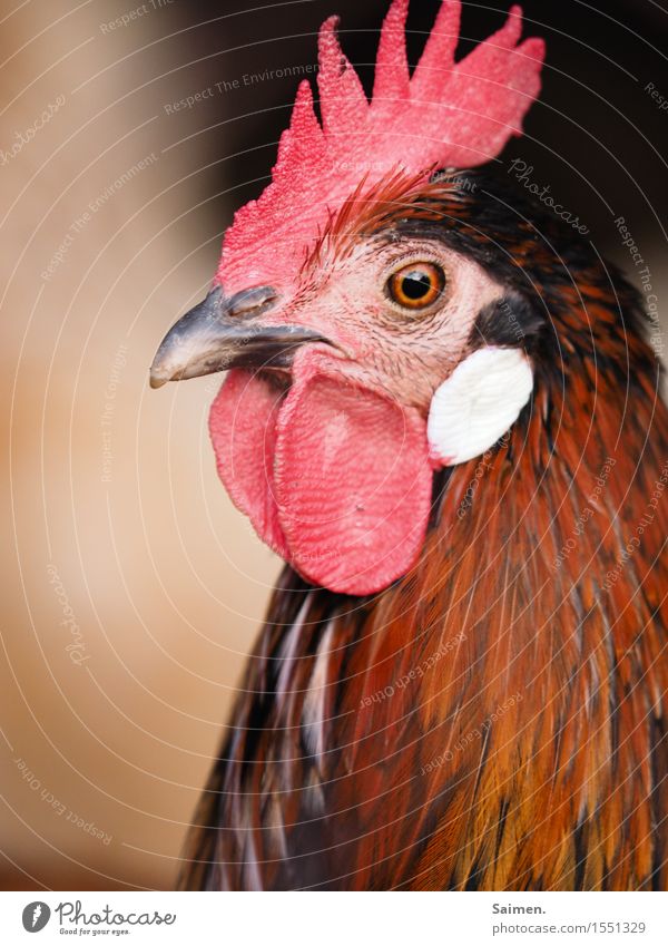 Sad Animal Farm animal Bird 1 Longing Rooster Cockscomb Beak Eyes Feather Metal coil Animal face Miss Indifferent Sadness Red Colour photo Multicoloured