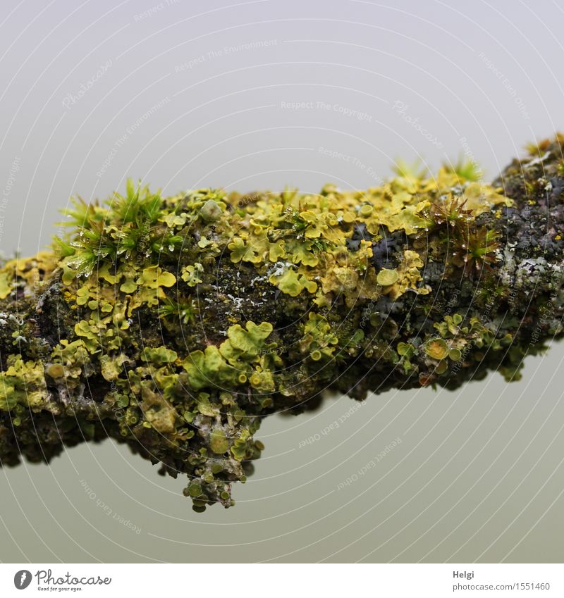 Lichens and mosses... Environment Nature Plant Spring Fog Tree Branch Moss Forest Growth Authentic Uniqueness Small Natural Brown Yellow Gray Green