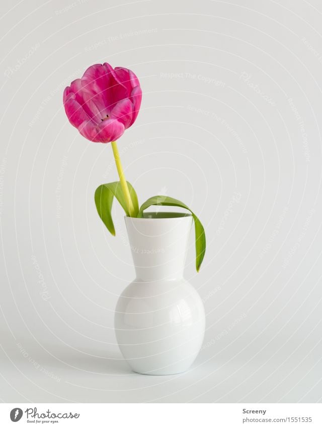 Spring to go #2 Nature Plant Flower Tulip Leaf Blossom Vase Green Pink White Colour photo Interior shot Studio shot Detail Deserted Day