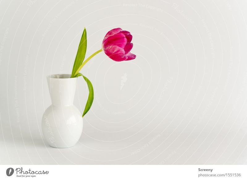 Spring to go #3 Plant Flower Tulip Leaf Blossom Vase Green Pink White Nature Colour photo Interior shot Studio shot Deserted Copy Space right Day