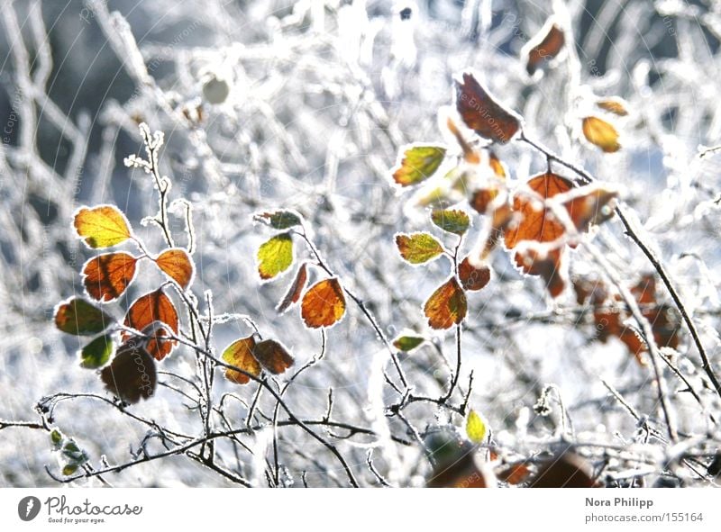 In the winter. Colour photo Multicoloured Exterior shot Morning Winter Snow Lamp Environment Nature Plant Climate Weather Ice Frost Bushes Leaf Glittering Cold