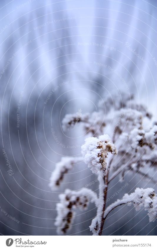 Winter magic... Snow Ice Frost Blue Bud Hoar frost Lighting Branch pischarean