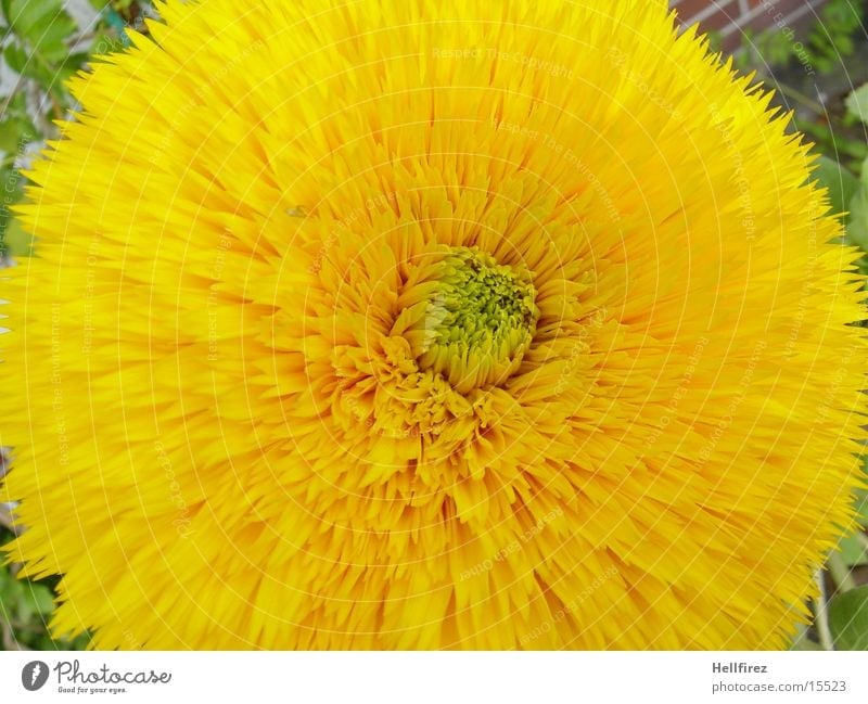 The Awakening Flower Spring Macro (Extreme close-up) Yellow Blossoming
