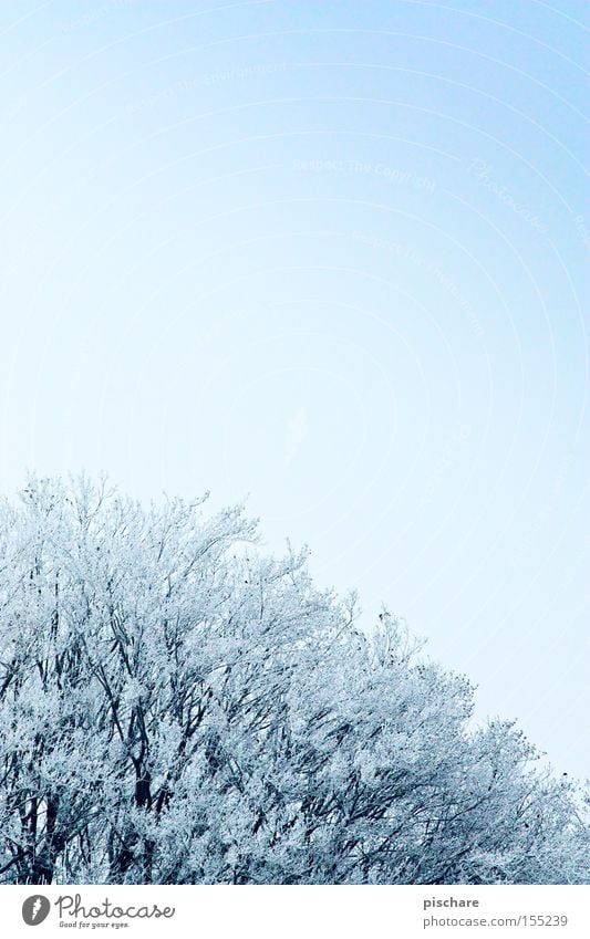 Winter magic the 2. Snow Sky Ice Frost Tree Cold Blue Hoar frost pischarean Colour photo