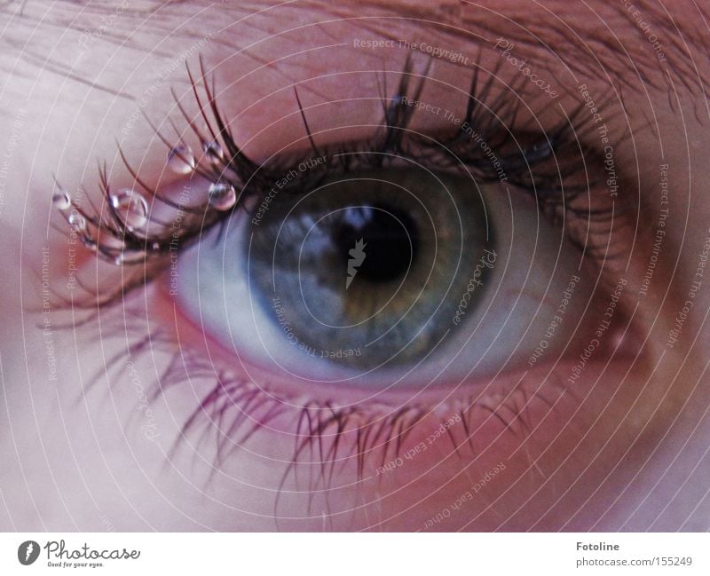 eye droplets Eyes Eyelash Drops of water Eyebrow Eye colour Looking Colour Blue Gray Pupil Lens Human being oculus Snapshot