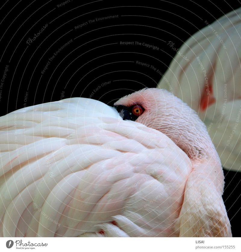 flamingo before flamingo Looking Calm Animal Bird Flamingo Sleep Pink White Break Feather