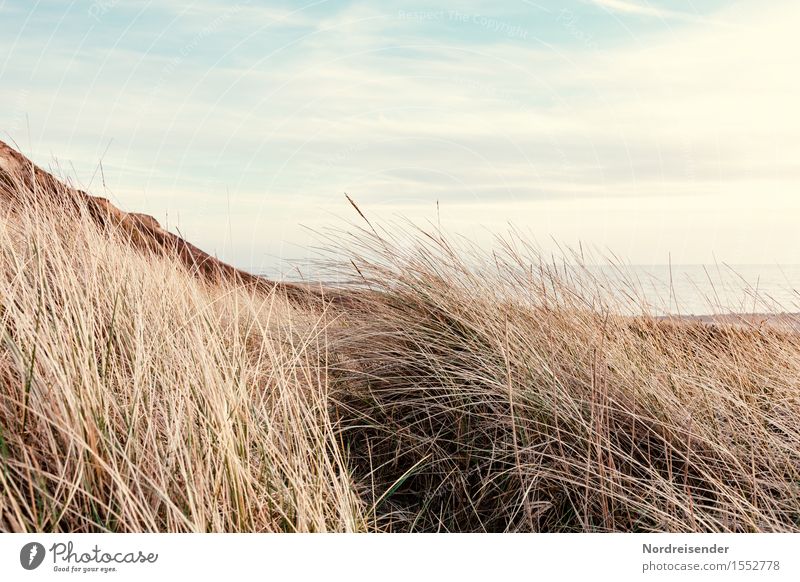 dune grass Vacation & Travel Beach Ocean Nature Landscape Plant Sky Clouds Beautiful weather Grass Coast North Sea Baltic Sea Fresh Longing Wanderlust