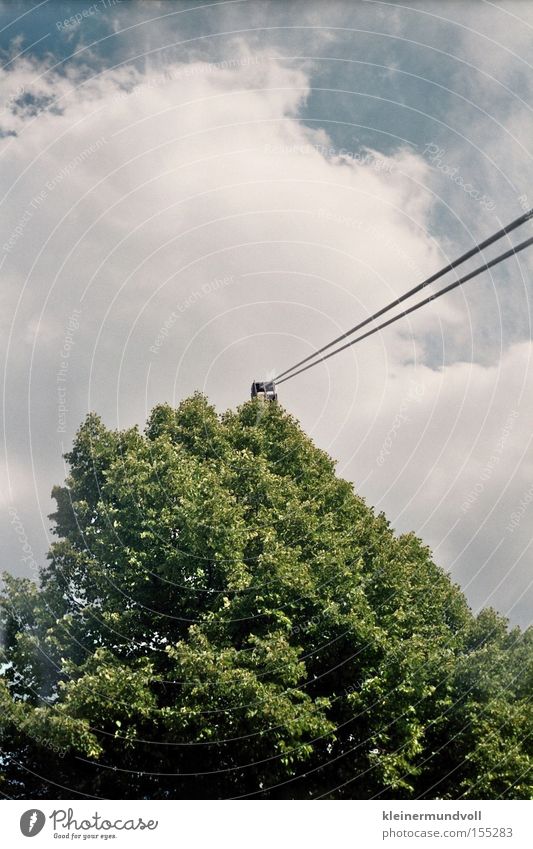 roped parties Tree Leaf Wire cable Rope Tension Sky Clouds May tree Lomography