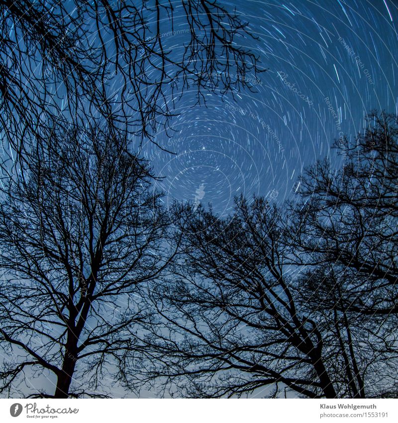 The whirlpool of time Nature Plant Sky Cloudless sky Night sky Stars Winter Tree Rotate Blue Black White Polar star Colour photo Exterior shot Light Shadow