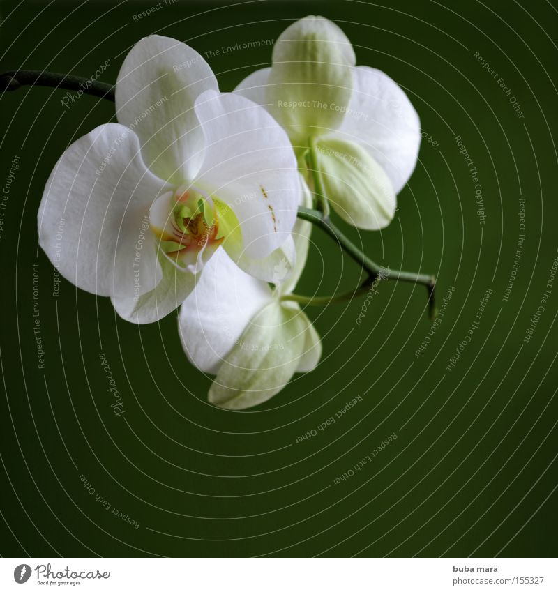 white in green Orchid Flower Plant Green Nature Growth Shadow Contrast Blossom Exotic Stalk Environment