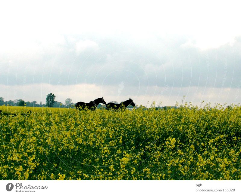 Where are they running? Canola Horse Canola field Freedom Leisure and hobbies Vacation & Travel Field Oilseed rape oil Organic farming Plant Agriculture Sowing