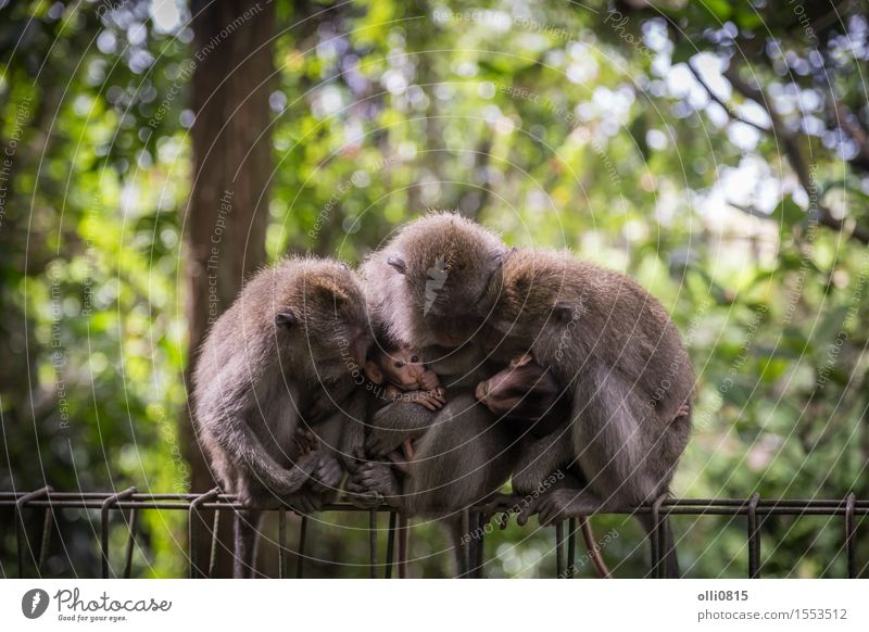 Monkey Family Child Nature Animal Tree Forest Virgin forest monkey Group of animals Love Sit Cute Wild Gray Protection Apes Asia Bali Strange Expression