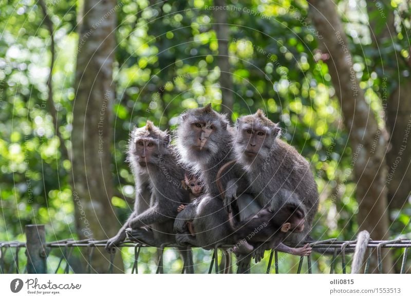 Monkey Family Nature Animal Forest Virgin forest Ubud Monkeys Love Sit Cute Wild Gray Protection Apes Asia Bali Strange Expression Indonesia macaque Mammal