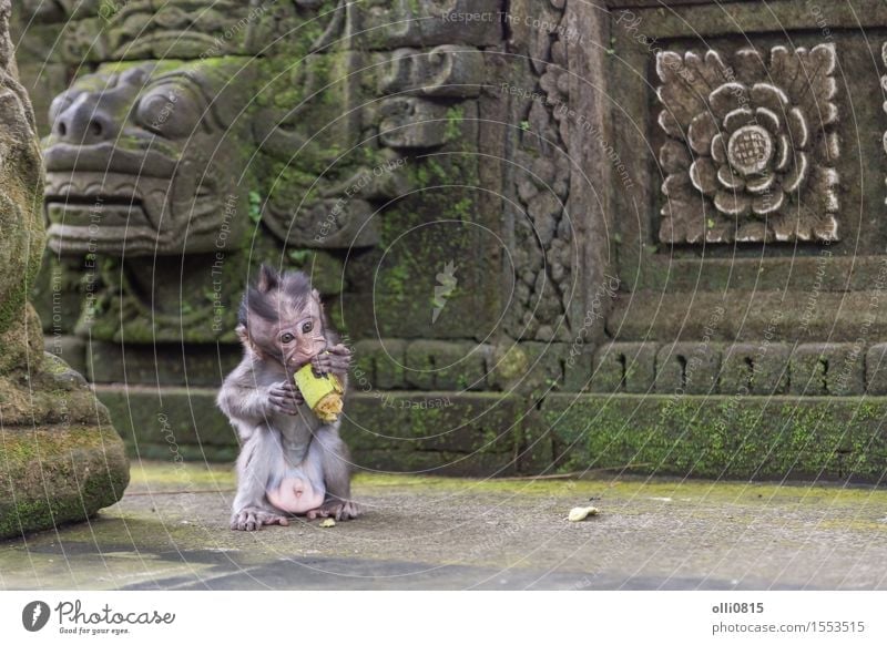 Baby Monkey Eating Fruit A Royalty Free Stock Photo From Photocase