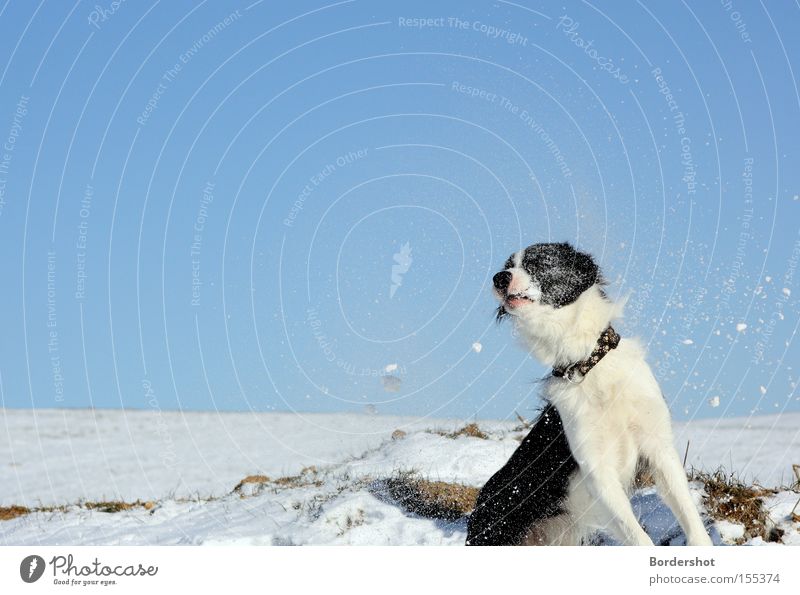 direct hits Dog Snow Action Funny Strike Blue sky Winter's day Winter walk Wet Cold White Frost Exterior shot Mammal border collie fun