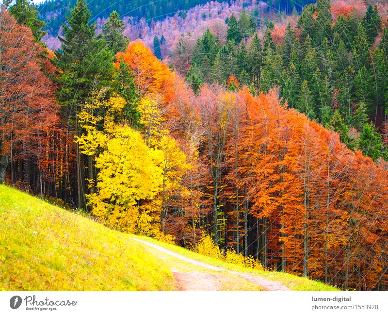 Leaf colouring in autumn Nature Autumn Tree Yellow Red Colour Black Forest Maple tree Indian Summer Autumn leaves Colour photo Multicoloured Day