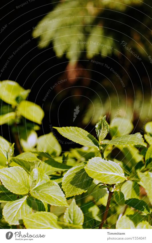 Hopeful green. Nature Plant Tree Leaf Foliage plant Garden Growth Natural Green Black Colour photo Exterior shot Day Light Shadow Contrast
