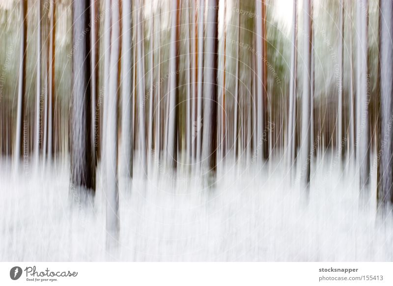 Abstract winter forest artistic artsy Pine Tree pines Winter Snow Forest blurry Blur