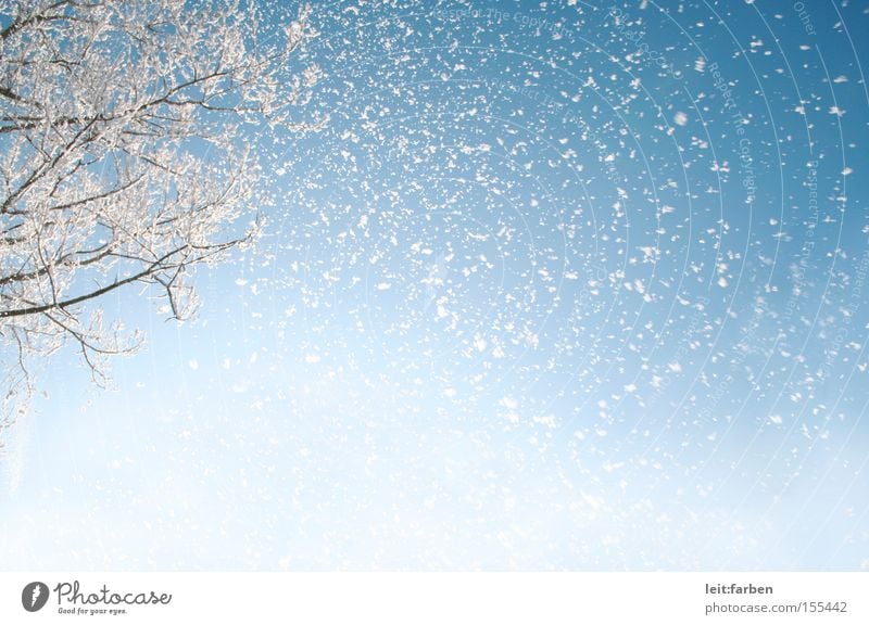 snow flurries Snow Snowfall Winter Cold December January Trickle Tree Branch Sky Worm's-eye view Snowstorm Blue White