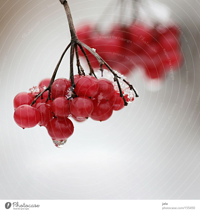 Red Berries Winter Snow Ice Nature Fruit Rawanberry Twig Cold Park