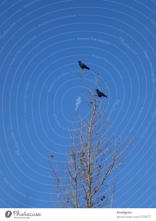 Nothing new in the West Winter 2 Bird Tree Crow Raven birds Blue Sky Sit Direction Animal