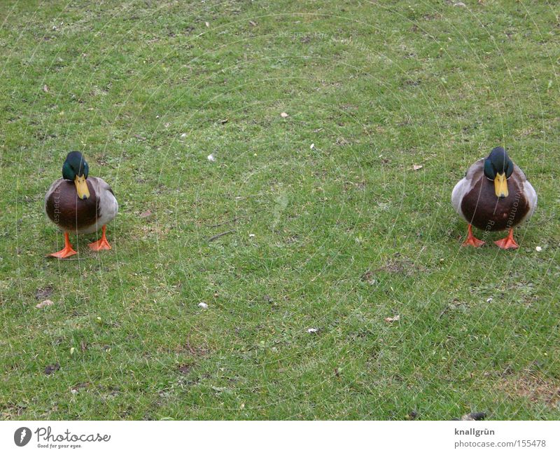 twins Duck Mallard Meadow Green Waddle 2 Lawn Grass Animal Bird Poultry