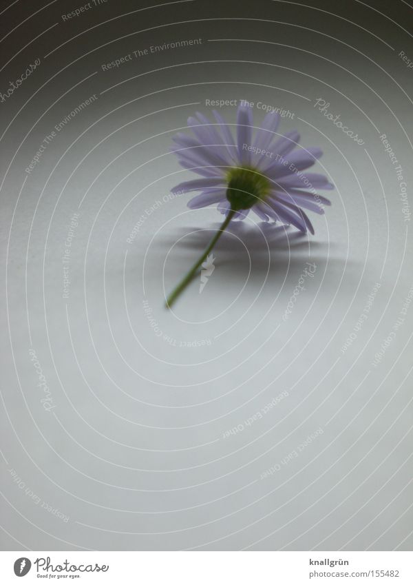 truncated Flower Plant Daisy Violet Gray Stalk Shadow Transience Beautiful Purple Daisy
